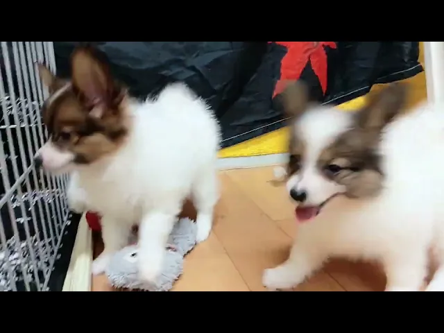 動画