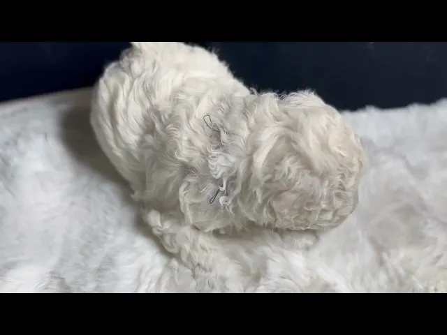 動画