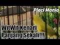 Download Lagu KENARIAN Panjang Sekali Pleci Masteran!!!