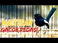 Download Lagu TEMBAKAN KACER RAPAT DAN PEDAS! MASTERAN WAJIB COBA!
