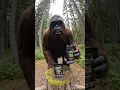 Bigfoot Stole My Coffee For a Good Reason