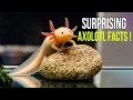 10 Axolotls Facts That Will Surprise You