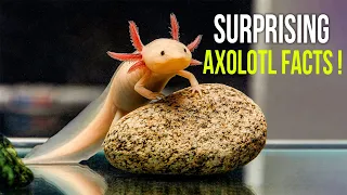 Download 10 Axolotls Facts That Will Surprise You! MP3