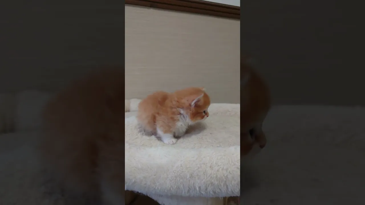 動画
