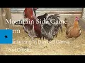 mountain side blue gamefowl chicks 22