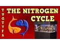 The Nitrogen Cycle The Ultimate Guide To Your First Aquarium Part 5