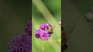 Bee Videography Shorts Camera Bees Bee Insects Macro New Bts Fyp Fun Viral Foryou 