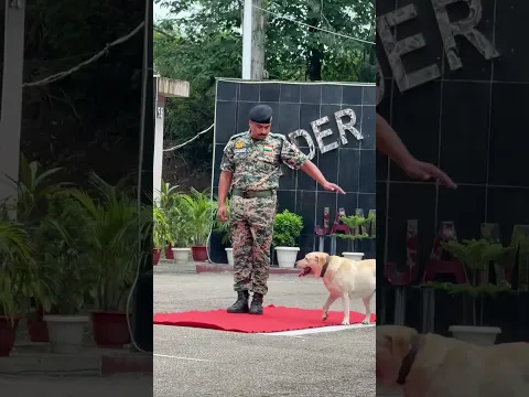 🐕 ये सिर्फ़ एक डॉग नहीं, जवान का साथी, दोस्त और मिशन पार्टनर है। ❤️ #dog #dogs #bsf #shorts #love
