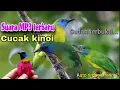 Download Lagu Suara pikat burung Cucak Kinoi. yang sering kami pakai/ bagus juga buat Masteran....