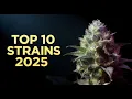 Best Weed Strains 2025 Top 10 Countdown