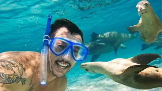 TICK THAT OFF THE BUCKET LIST!! Swimming with SEA LIONS! … Ep 266