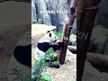 Panda Protection Discover the Measures Against Panda Killing in China
