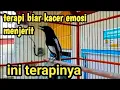 Download Lagu suara burung kacer menjerit  terapi emosi  luves kacer @TUBBERCAT