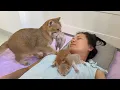 Lagu I can't hide! No matter where I sleep, the mother cat always finds me with her kittens in her mouth.