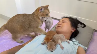 I can't hide! No matter where I sleep, the mother cat always finds me with her kittens in her mouth.