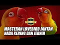 Download Lagu MASTERAN LOVEBIRD JANTAN NADA KERING DAN JERNIH