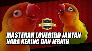 Download MASTERAN LOVEBIRD JANTAN NADA KERING DAN JERNIH MP3