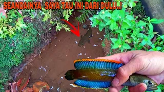 how to find channa fishing spots in mountain rivers blue channa limbata