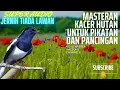 Suara KACER ‼️ Pancingan masteran kacer Hutan Asli Gacor AUDIO sangat JERNIH‼️