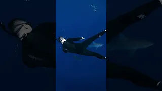 Freediving with a school of sharks!
