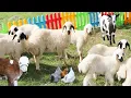 Hewan Ternak Hewan Peliharaan Lucu, Kambing, Sapi, Domba Suara, Ayam, Kucing, Anjing Suara Hewan