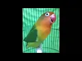 Download Lagu Lovebird ngekek panjang 1 menit tanpa jeda jossss...!!