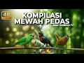 🔴 Masteran Kompilasi Burung Kecil Tajam dan Pedas Kowul Gacor vs Srindit Cililin vs Tepus Kepala Abu