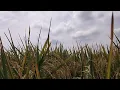 Download Lagu LUMPUR DAN BERLIAN - IPANK FULL ALBUM TERBARU 2025 | GUBUK JADI ISTANA | LAGU MELAYU TERBAIK 2025