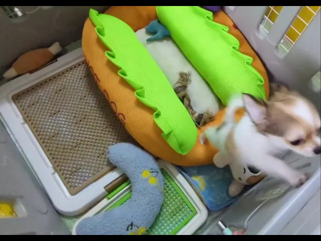 動画