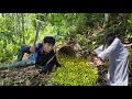 Download Lagu tree climbing skills to harvest fruits from the natural forest to sell to earn income for a new life