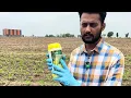 एक दवाई से मक्का के सभी खरपतवार खत्म | Vesnit Complete | Best Herbicide for Maize | Weed Control