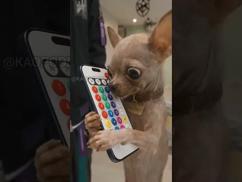 The surprised given to Chihuahua went Wrong | Chihuahua Videos | Funny Dog Videos #shorts