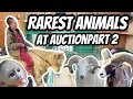 Uncovering Hidden Treasures Exotic Animals at Auction Part 2