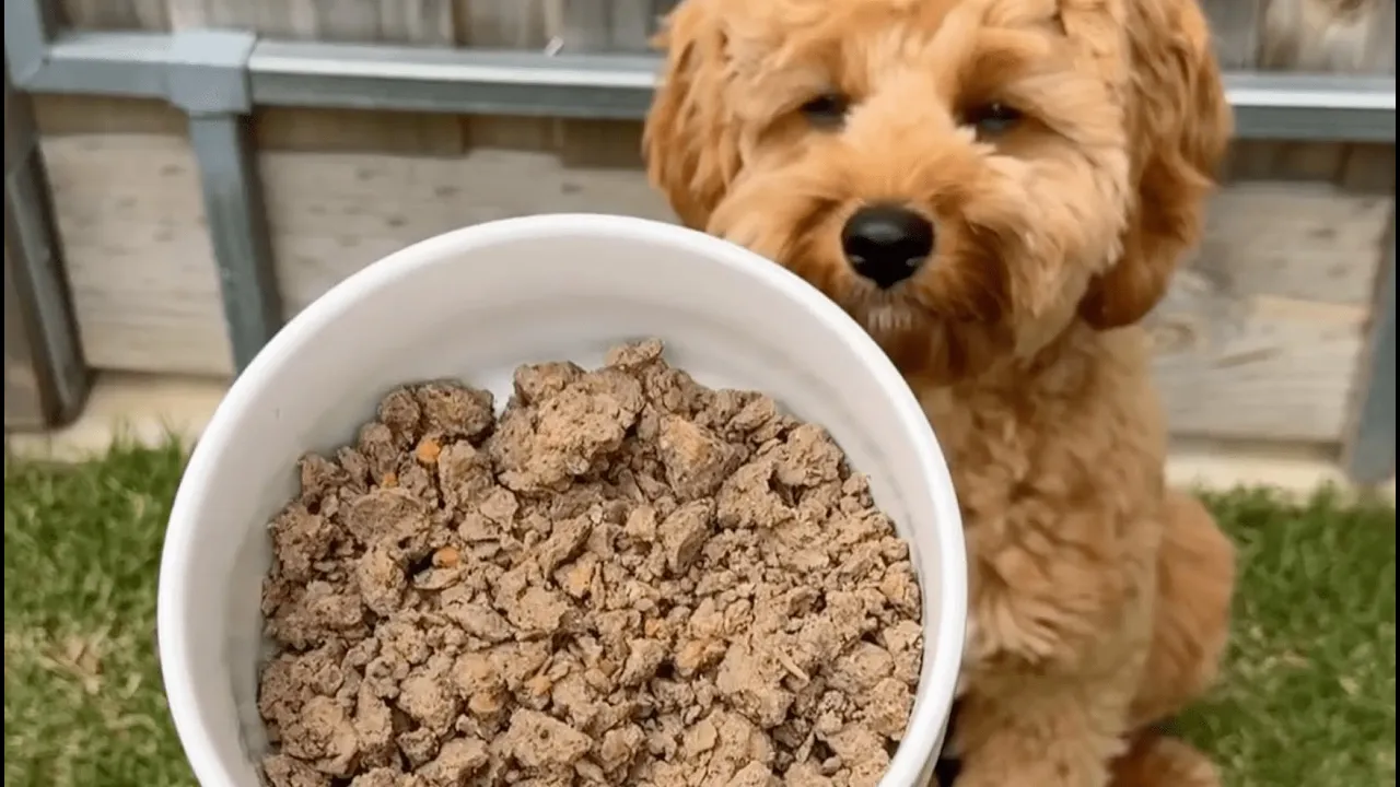 Lyka Pet Food — Lyka — Real food for dogs (YouTube video ad)