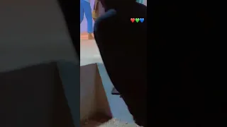 Jello Live Performance 