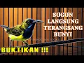 Lagu PEMANCING SOGON BUNYI PALING NGENA | SEKALI PUTAR LANGSUNG RESPON #pancingansogon #sogongacor #sogon