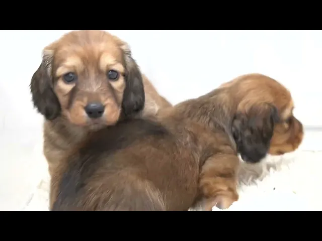 動画