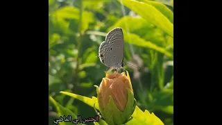 موسيقي داخليه من فيلم رحله النسيان دكتور جمال سلامه 