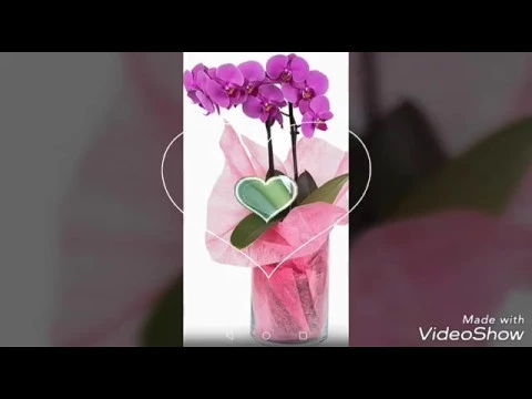 CÓMO CUIDAR UNA ORQUÍDEA PHALAENOPSIS