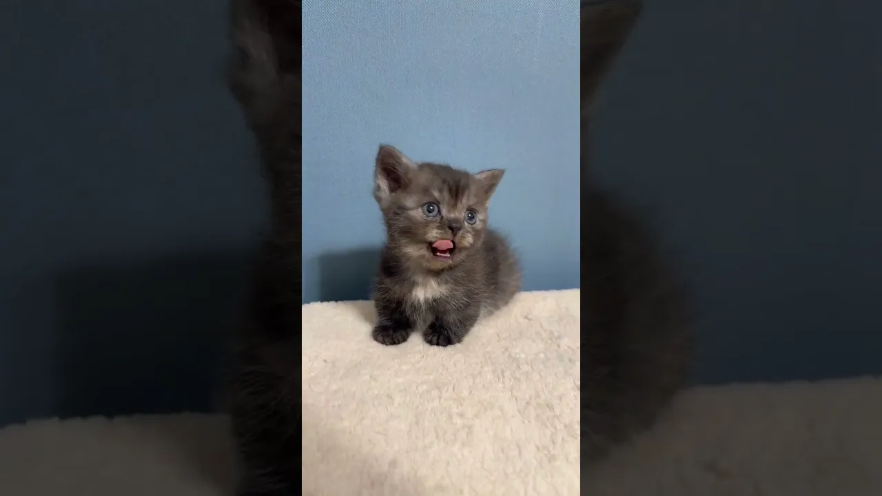 動画