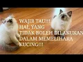 Download Lagu Kesalahan Dalam Memelihara Kucing. BAHAYA!! BISA MATI KUCINGNYA! #caramerawatkucing