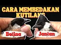 Download Lagu CARA MEMBEDAKAN/PERBEDAAN KUTILANG JANTAN DAN BETINA | 💯% AKURAT DAN SANGAT MUDAH
