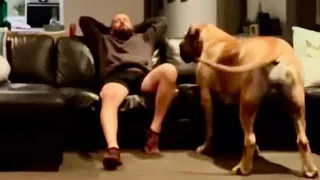Big Boerboel No sleep for Daddy 