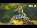 Download Lagu Baby giraffe makes new friends | Serengeti - BBC