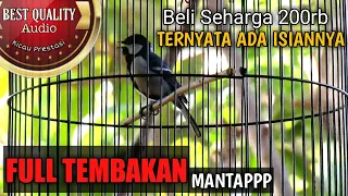 gelatik batu gacor full isian tembakan tajam jernih mantap milik om iput