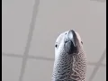 Download Lagu Bird making Samsung notification sounds