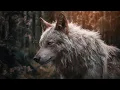 The Wolf That Carried the Moon | Mythic Forest Ambient Music | Celtic Ethereal Music