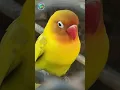 Download Lagu Sisi Unik Burung Lovebird,  Spesies Beo Asal Afrika Paling Dicintai Lebih dari 100 Tahun