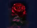 SUPERGRASS ~ MOVING {HQ 24bit V Remaster} w/ a Red Rose on top