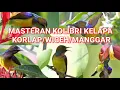 Download Lagu MASTERAN KOLIBRI KELAP GACOR // KORLAP/WICEH/MANGGAR CEPAT GACOR